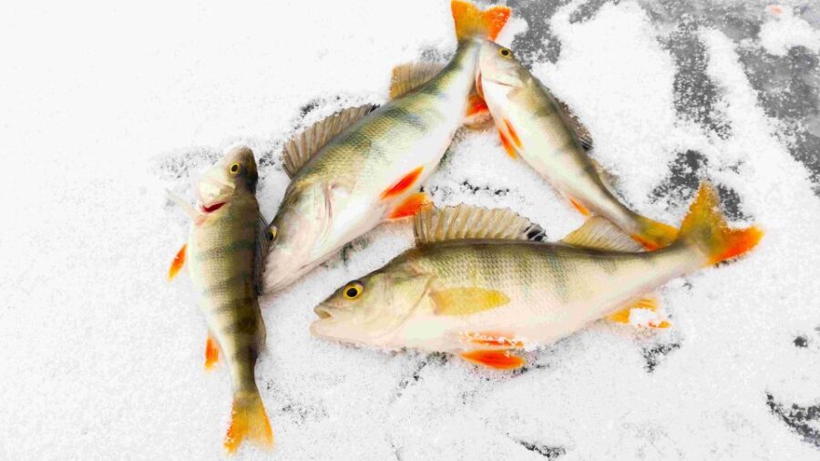 Great Ice Fishing Experience in Lapland - Exploration of the Arctic Landscape and Lake Conditions