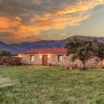 Greece in a Drop: Olive Grove Walk and Olive Oil Tasting - Olive Oil Tasting: Experience the Flavors and Aromas