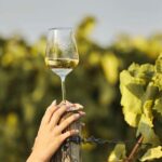 Grimaud: Horseback Riding & Wine Tasting in Maures Forest - Scenic Horseback Ride Through Maures Forest and Vineyards