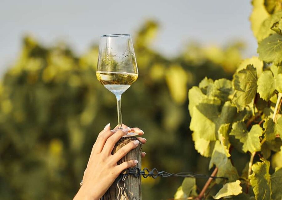 Grimaud: Horseback Riding & Wine Tasting in Maures Forest - Scenic Horseback Ride Through Maures Forest and Vineyards