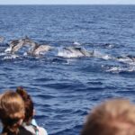 Guaranteed Whale or Dolphin Watching Tour - Funchal - The Speedboat Experience and Marine Exploration