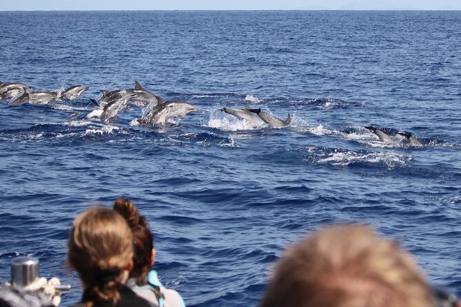 Guaranteed Whale or Dolphin Watching Tour - Funchal - The Speedboat Experience and Marine Exploration