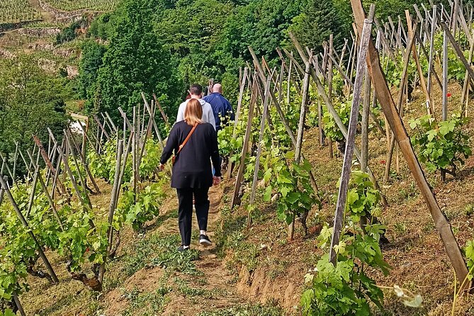 Guided Day Tour and Wine Tasting Northern Rhône Valley - Introduction to the Tours Highlights
