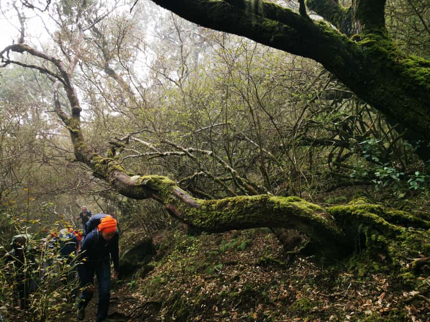 Guided Hike in Madeira - The Flexibility and Personal Touch of the Tour