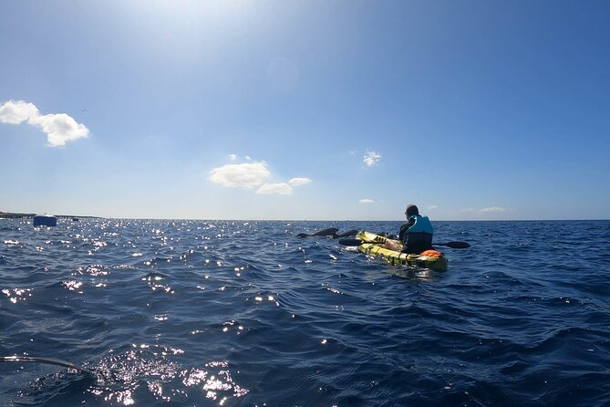 Guided Kayak Tour From Los Cristianos Beach Tenerife - From Los Cristianos Beach to the Fish Farm: Starting the Adventure