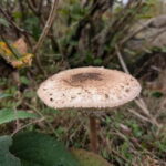 Guided Nature Tour: Pilgrims Way & Bigbury Fort - Starting Point at Chartham Hatch Village Hall