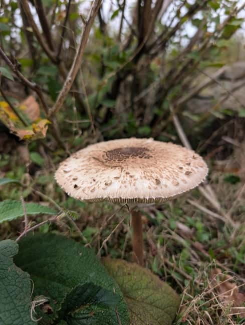 Guided Nature Tour: Pilgrims Way & Bigbury Fort - Starting Point at Chartham Hatch Village Hall