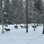 Guided Ranua Wildlife Zoo Tour with Lunch Buffet - Transport and Logistics: From Rovaniemi to Ranua