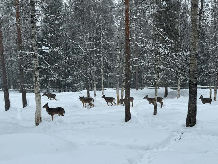 Guided Ranua Wildlife Zoo Tour with Lunch Buffet - Transport and Logistics: From Rovaniemi to Ranua