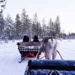 Guided reindeer farm visit and one hour sledge safari - The Reindeer Sledge Ride into the Wilderness