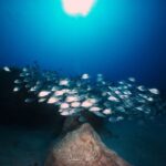 Guided Snorkeling Experience - Starting Point at Dive College Lanzarote in Playa Blanca