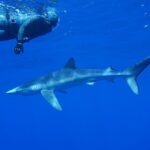 Guided Swimming Experience with Sharks in Portugal - Starting the Adventure with Equipment and Educational Briefing