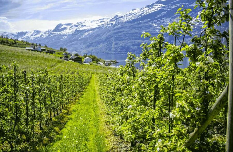 Guided tour: Hardangerfjord, Waterfalls and Ferry crossing - Starting in Bergen and the First Scenic Viewpoint at Trengereid