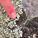 Guided Tour in Valsaín: The Battle of La Granja (Segovia) - The Experience: Nature, Biodiversity, and Scenic Views