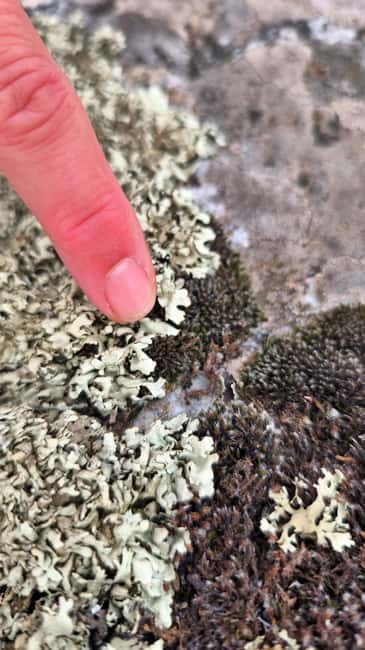 Guided Tour in Valsaín: The Battle of La Granja (Segovia) - The Experience: Nature, Biodiversity, and Scenic Views