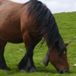 Guided tour of the 5 most beautiful towns in Basque Country - Discover Espelette and Its Famous Chili Peppers