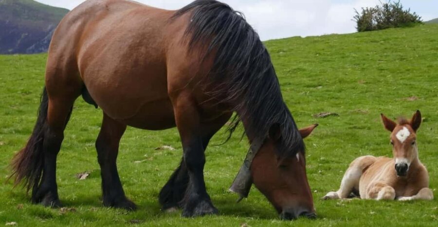 Guided tour of the 5 most beautiful towns in Basque Country - Discover Espelette and Its Famous Chili Peppers