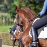 Guided tour of the stables of El Ranchito in Malaga - What Participants Learn About Horse Care and Training