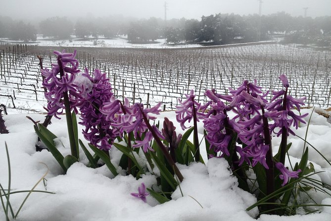 Guided tour with tasting - The Location: Bodega Doña Felisa near Ronda