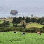 Guided Visit to the Crater and Volcano of Lagoa das Sete Cidades - Lagoa do Canario and Serra Devassa’s Natural Charm