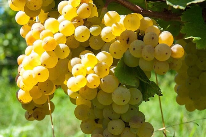 Guided Wine Tasting Experience in a Roman Vineyard - Tasting Three Frascati Wines Paired with Regional Snacks