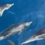 Half-day cruise / navigation to the Lerins Islands - Meeting Point at Cannes Vieux-Port: Easy and Convenient