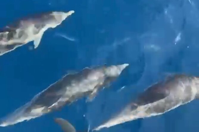 Half-day cruise / navigation to the Lerins Islands - Meeting Point at Cannes Vieux-Port: Easy and Convenient