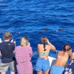 Half-Day Cruise Tour-Dolphin and Whale Watching - Comfortable Catamarans Designed for Smooth Sailing
