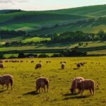 Half-day Forest Bathing and Yoga in Brighton's Woodlands - The Yoga Session in the Tranquil Garden Setting