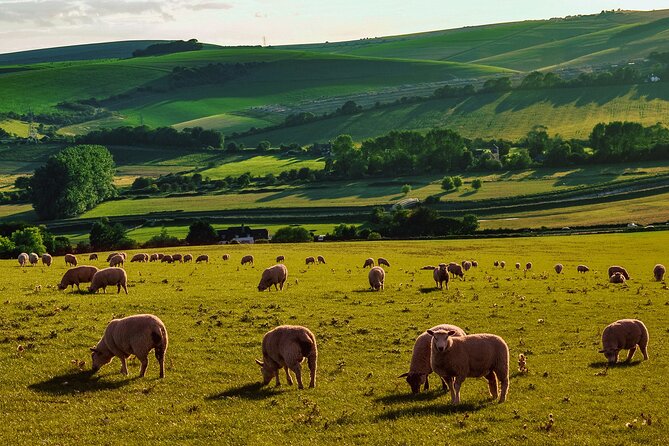 Half-day Forest Bathing and Yoga in Brighton's Woodlands - The Yoga Session in the Tranquil Garden Setting