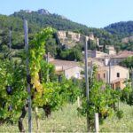 Half Day Great Vineyard Tour from Avignon - The Vineyards and Villages Visited