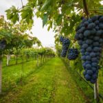 Half-day Hills Experience to San Gimignano with Pic Nic Wine - Climbing Torre Grossa for Panoramic Views