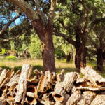 Half-Day Mountain Jeep Safari with firewater tasting - From Pickup to Scenic Drives in the Algarve