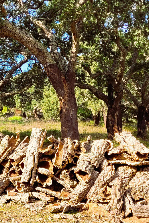 Half-Day Mountain Jeep Safari with firewater tasting - From Pickup to Scenic Drives in the Algarve