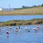 Half-Day Nature Safari in the Algarve - Exploring the Algarve’s Interior with 4x4 Land Rovers