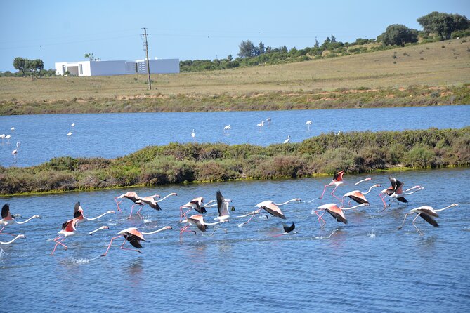 Half-Day Nature Safari in the Algarve - Exploring the Algarve’s Interior with 4x4 Land Rovers