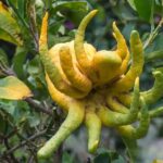 Half Day Private Tour to Botanical Garden in Chania - Scenic Pathways and Landscaped Flowerbeds