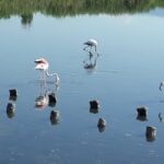 Half-Day Private Trip from Cagliari to Barumini in Su Nuraxi - Scenic Stop at Poetto Beach and Devils Saddle Rock Formation