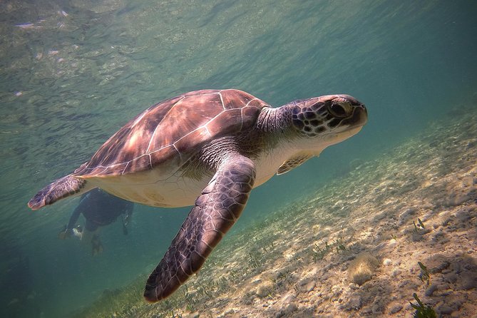 Half-Day Scuba Diving Tour - Discover Scuba Diving! - The Starting Point: Convenient Location in Kato, Paphos