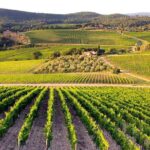 Half Day Tour Chianti Winery with San Gimignano - Exploring the Casa Emma Wine Estate