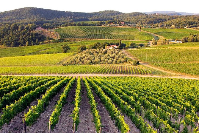 Half Day Tour Chianti Winery with San Gimignano - Exploring the Casa Emma Wine Estate