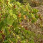 Half-Day Tour in Cascais / Sintra with Brunch and Wine Tasting - Visiting the Westernmost Point of Europe at Cabo da Roca