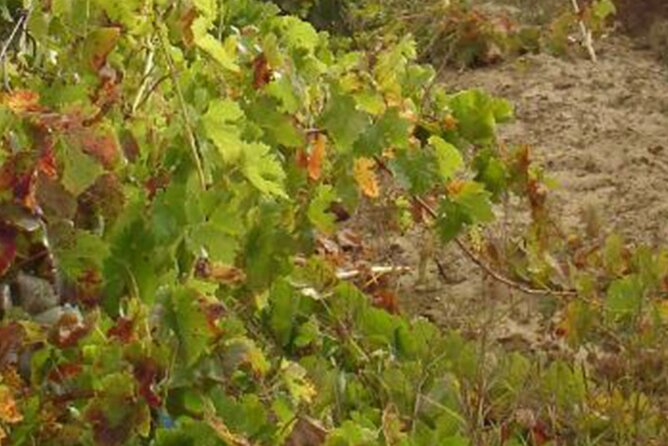 Half-Day Tour in Cascais / Sintra with Brunch and Wine Tasting - Visiting the Westernmost Point of Europe at Cabo da Roca