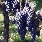 Half-day tour to Saint Emilion, a UNESCO site, with a private guide - Walking Tour of Saint Emilion’s Medieval Streets and Monuments