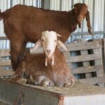 Halloumi Heaven: Cheese-Making Class & Troodos Mountain Villages 8h - The Scenic Drive into Mountain Villages