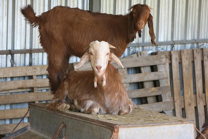 Halloumi Heaven: Cheese-Making Class & Troodos Mountain Villages 8h - The Scenic Drive into Mountain Villages