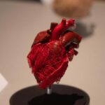 Hanau: Your ticket to the BODY WORLDS exhibition - What Makes the Plastinates and Specimens Unique