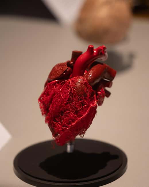 Hanau: Your ticket to the BODY WORLDS exhibition - What Makes the Plastinates and Specimens Unique