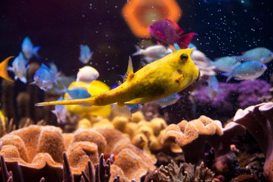 Hanover: SEA LIFE Entry Ticket - Discover Over 40 Tanks and Aquariums