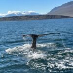Hauganes: Whale Watching North Iceland - Hauganes: The Launch Point for Iceland’s Oldest Whale-Watching Tours